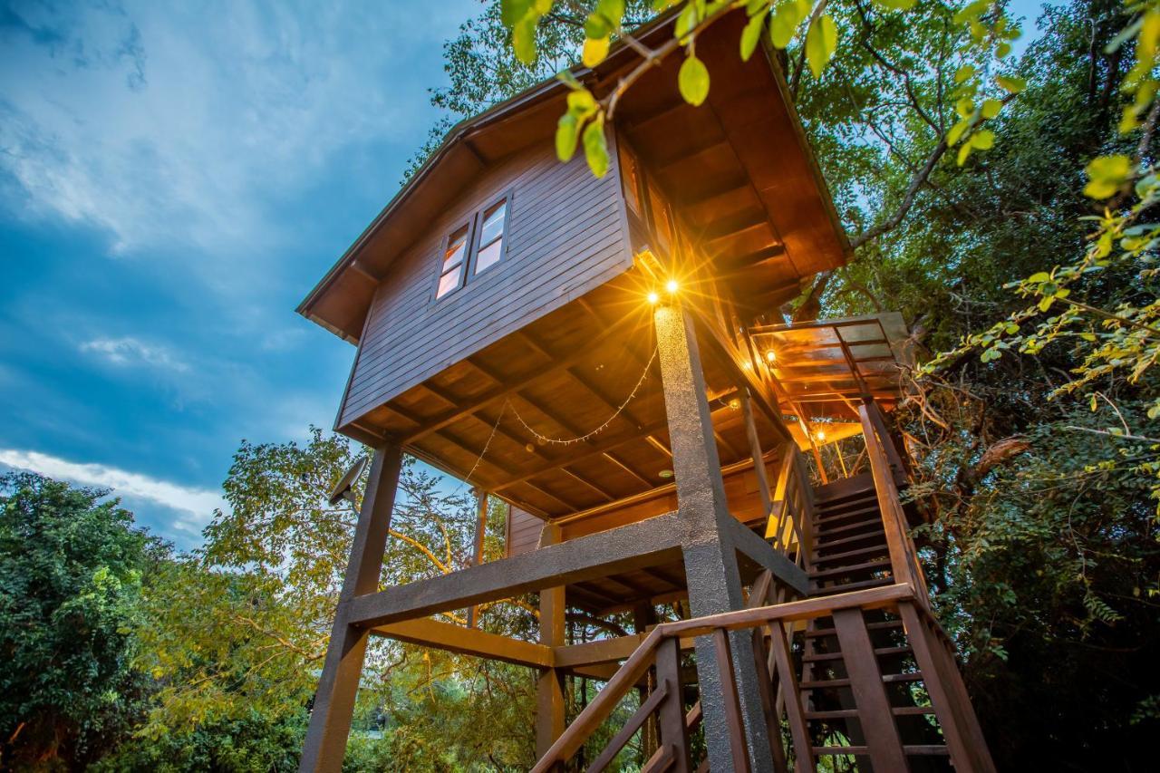 Bird’s Nest Tree House