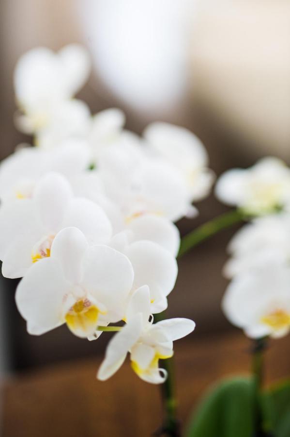One-Bedroom Apartment Spa Bath Garden View