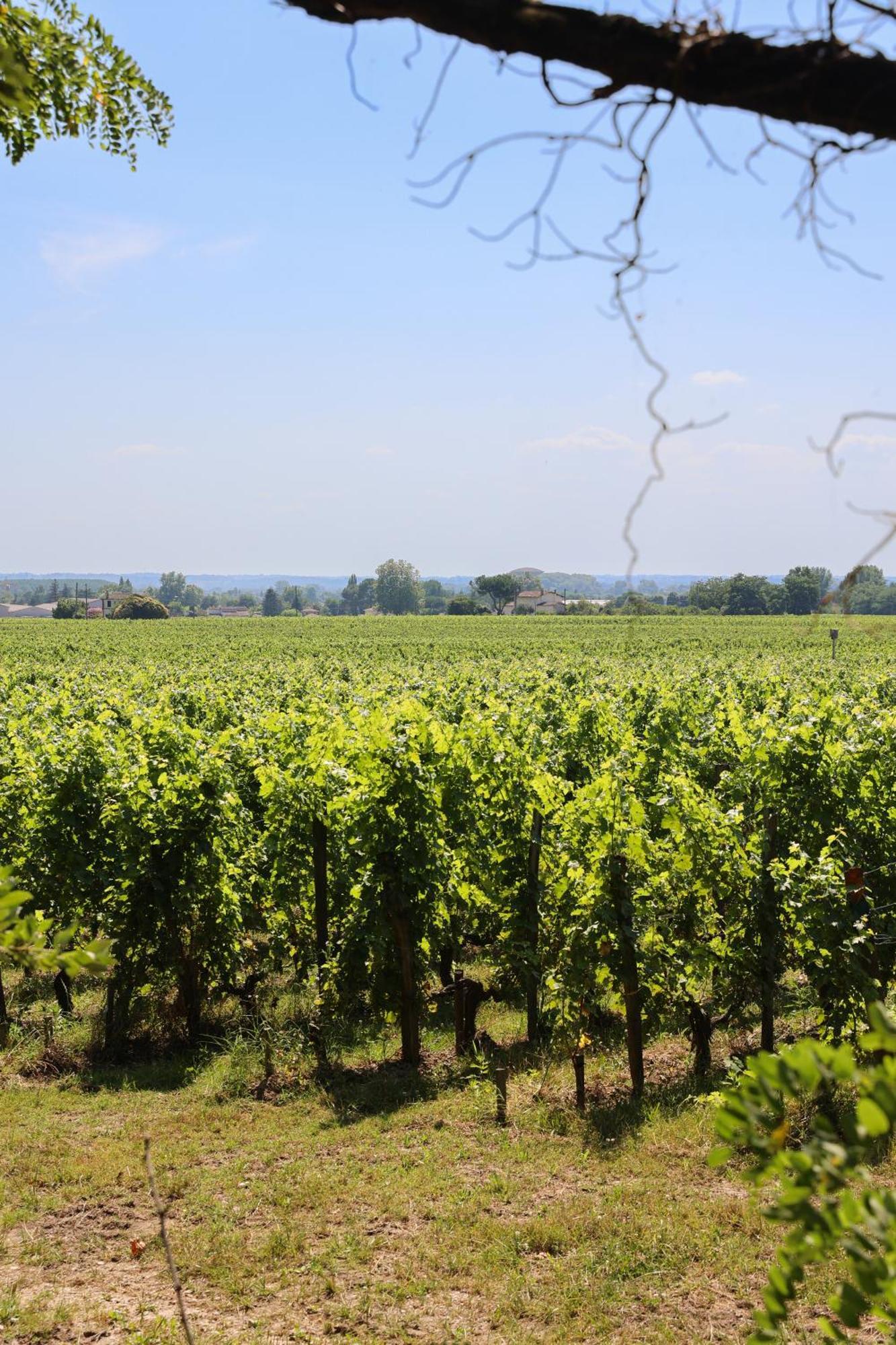 Vineyard Executive Room