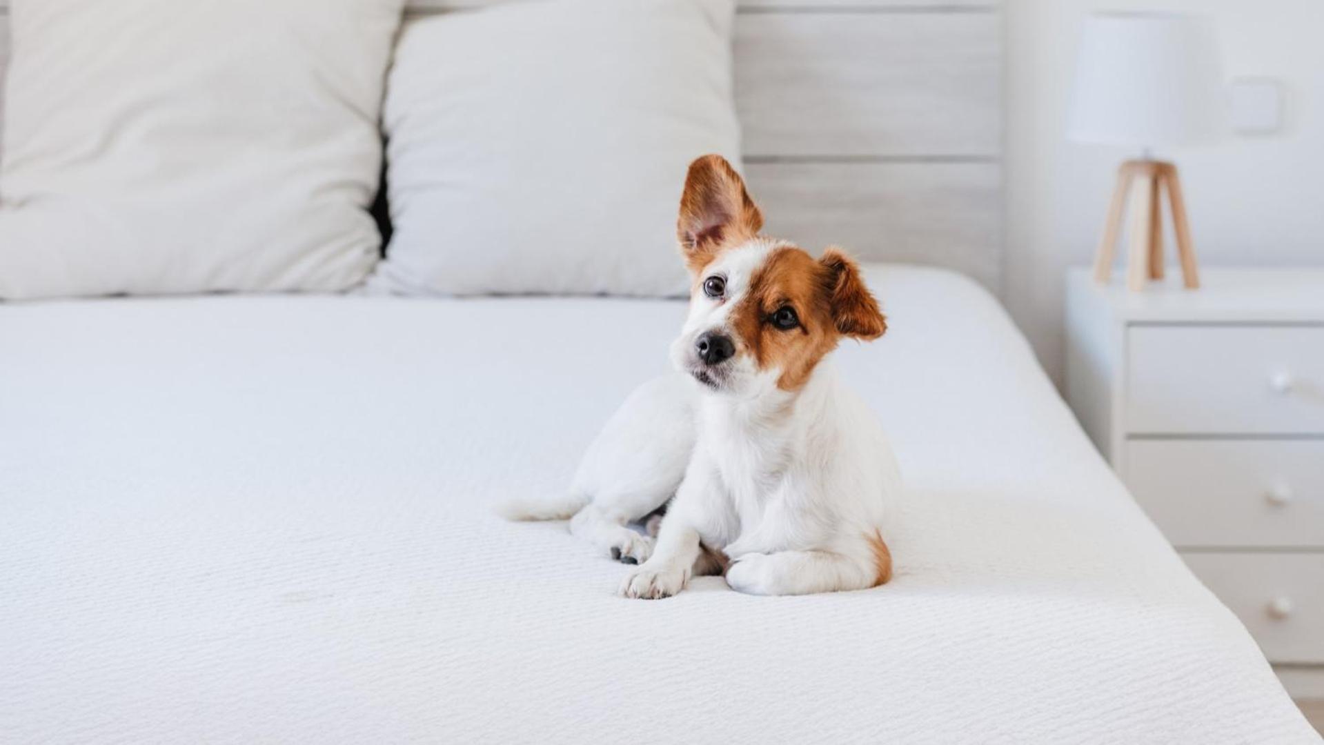 [Petcation PKG] Studio Superior(Double/Twin) with Pet Kit