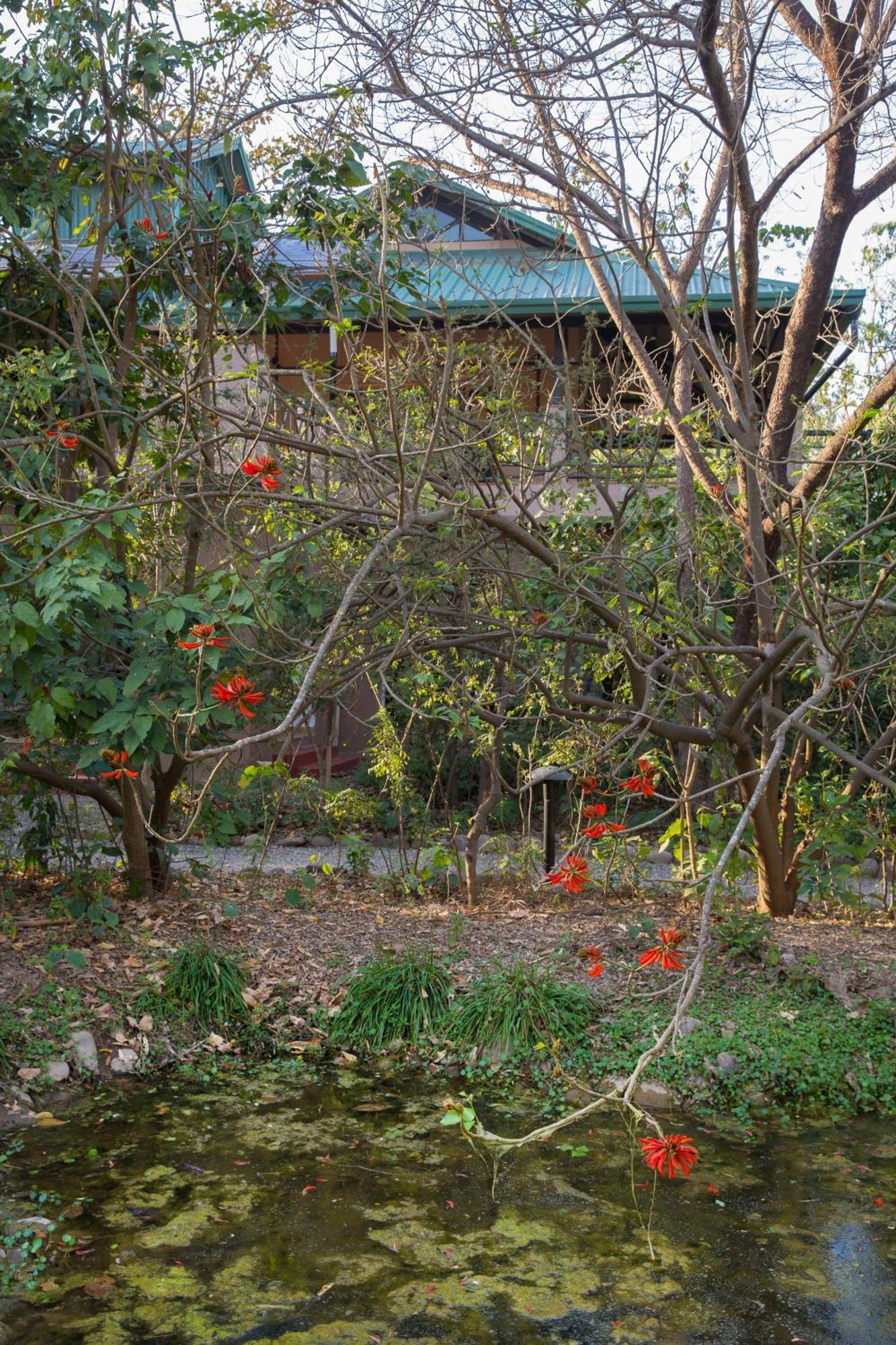 Jungle Lodge