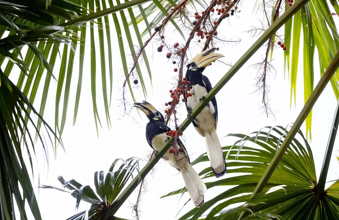Mangala Estate Boutique Resort-1