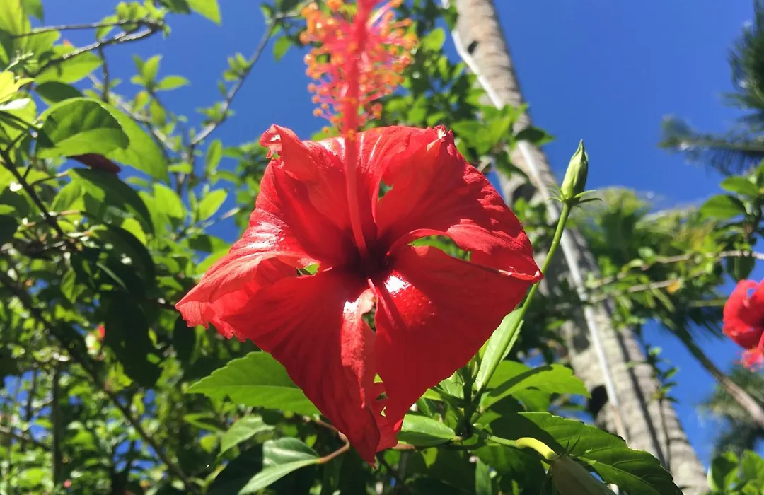Taveuni Palms Resort-1