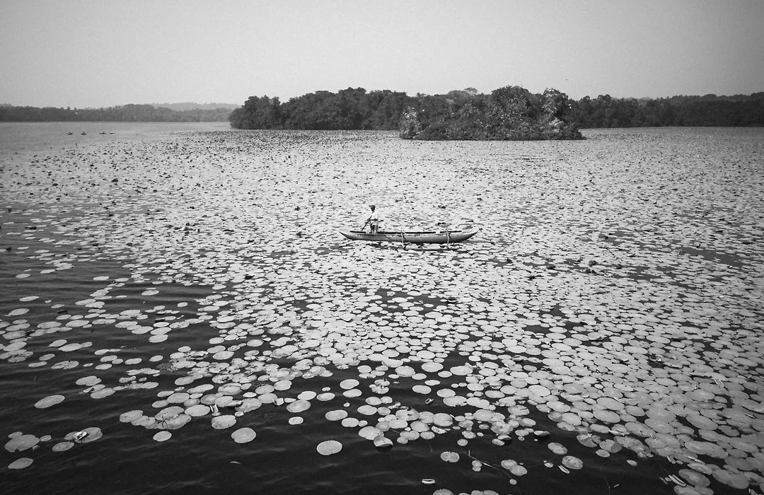 Halcyon Mawella-1