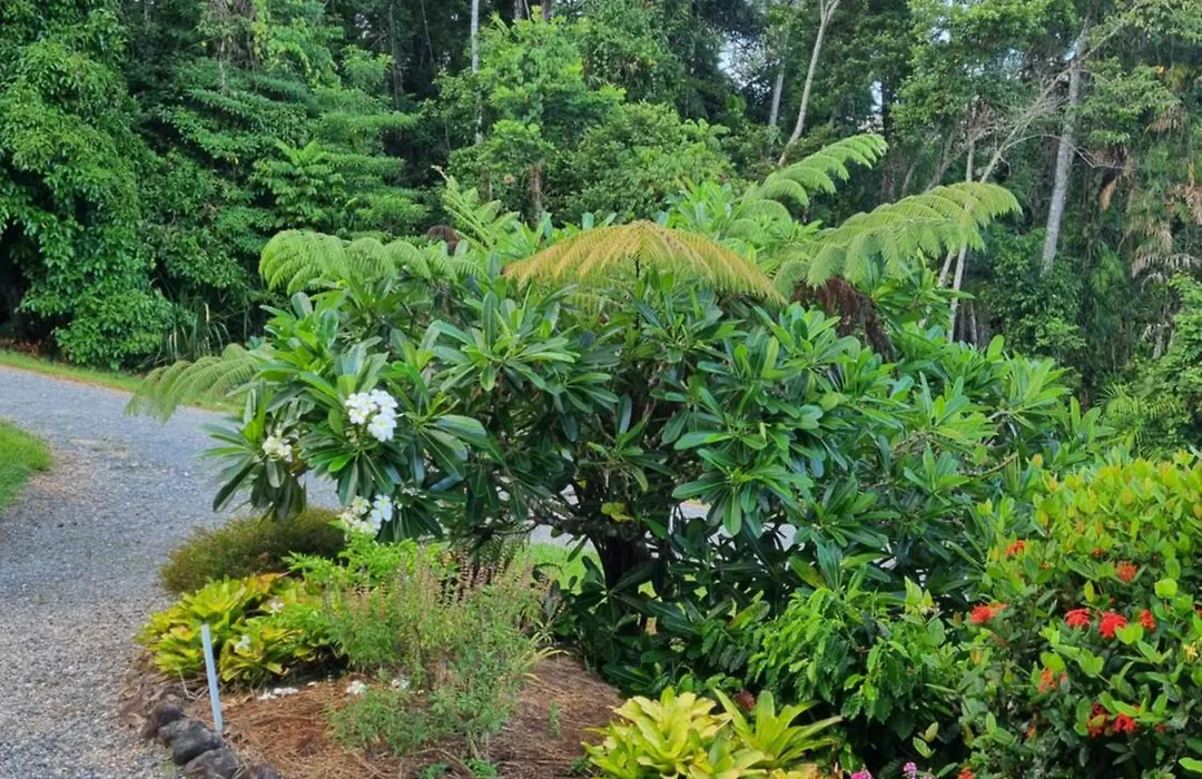 Wompoo Eco Retreat-1