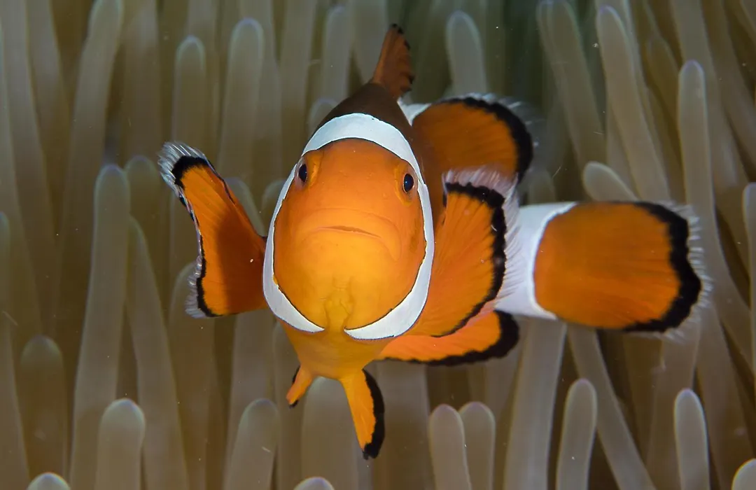 Bunaken Oasis Dive Resort And Spa-1