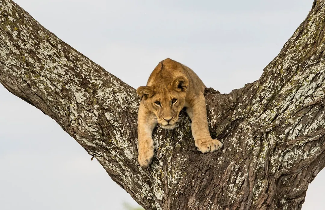 Melia Serengeti Lodge Member Of Melia Collection-1