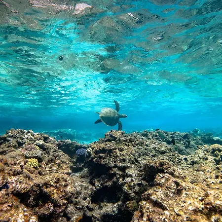 Intercontinental Lifou Wadra Bay Resort By Ihg-3
