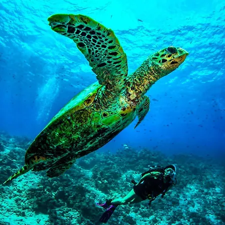 Dusit Thani Maldives - 50 Percent Off On Transfers For Stays Of 5 Nights Stay Until 20 December 2026-2