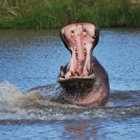 Lalibela Wildlife Reserve - Inzolo Lodge-3