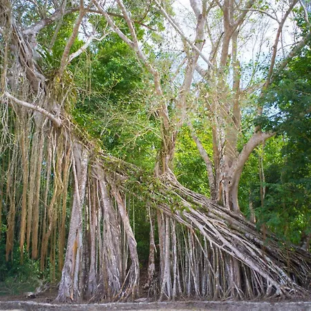 The Explorean Selva Maya Kohunlich-3