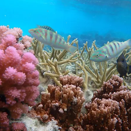 Conrad Bora Bora Nui-2