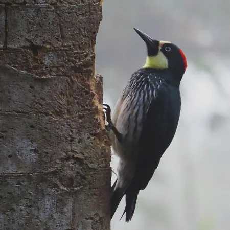 Natural Luxury Birding Lodge - Premium Birdwatching Near Cali-3