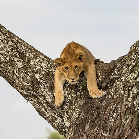 Melia Serengeti Lodge Member Of Melia Collection-3