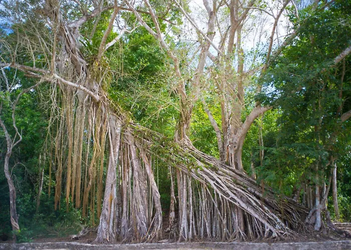 The Explorean Selva Maya Kohunlich Ruinas Kohunlích