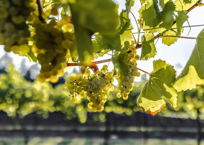 Red Door Collective - Rdc Vineyard Estate, Luxury Adult Only Stay