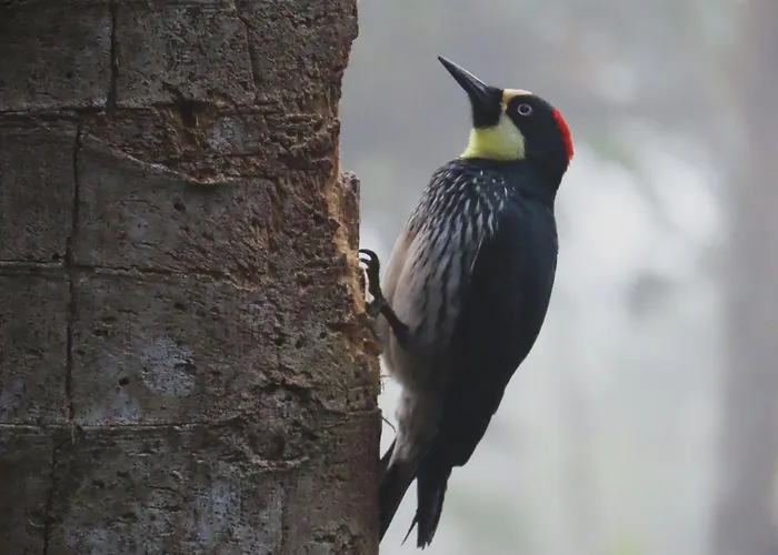 Natural Luxury Birding Lodge