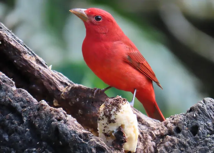 Natural Luxury Birding Lodge